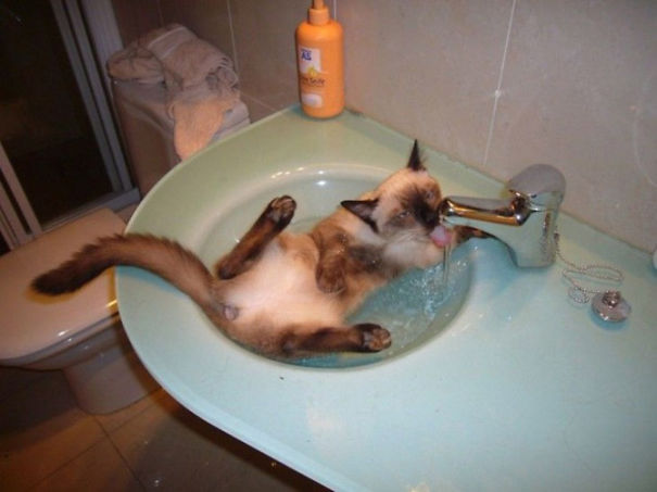 Cats-That-Love-Water-9