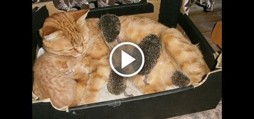 Featured-Cat-Cares-Hedgehogs-FB