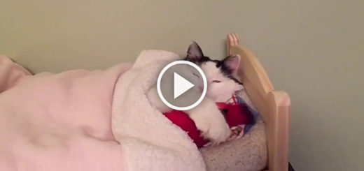 Featured-Cat-Sleeps-Bed-FB