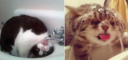 Featured-Cats-That-Love-Water-FB