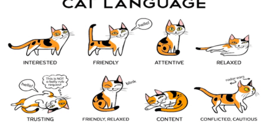 Featured-Common-Cat-Language-FB