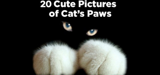 Featured-Cutest-Paw-Photos-FB