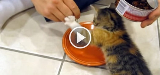 Featured-Kitten-Protective-of-Food-FB