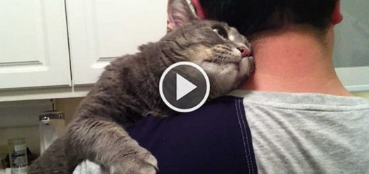 Featured-Overly-Attached-Cat-FB
