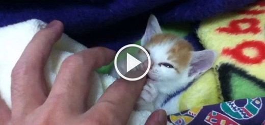 Featured-Tiny-Kitten-Purring-FB