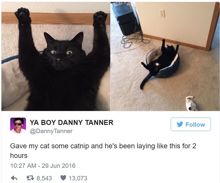 Hilarious-Cat-Tweets-2