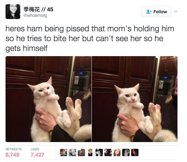 Hilarious-Cat-Tweets-3