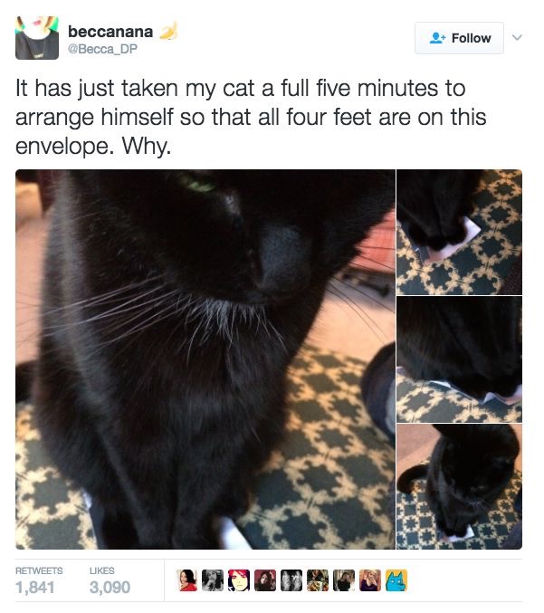 Hilarious-Cat-Tweets-4