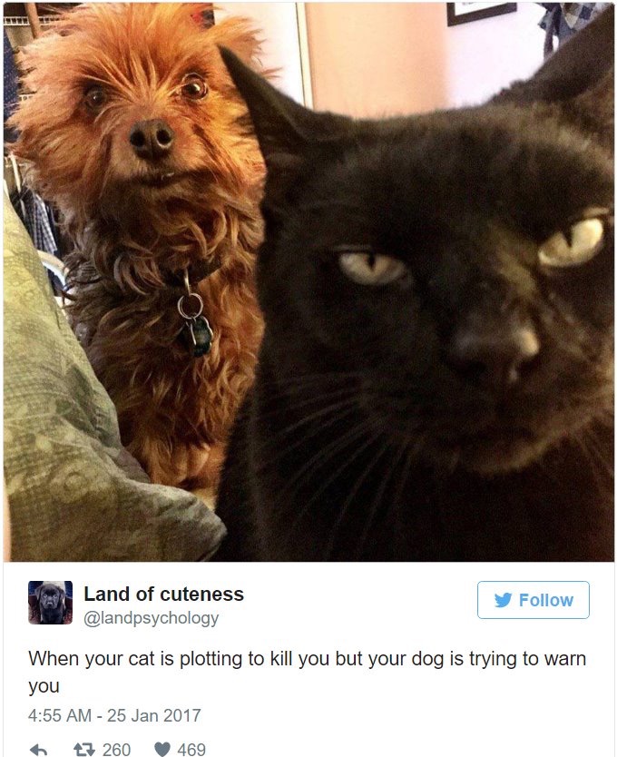 Hilarious-Cat-Tweets-8