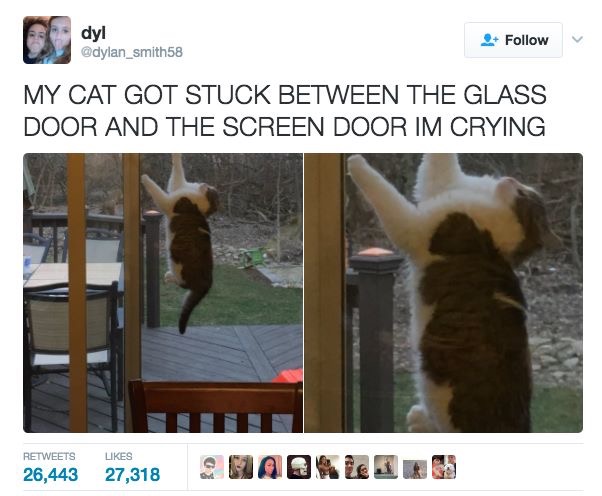 Hilarious-Cat-Tweets-9