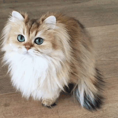 Smoothie-Most-Photogenic-Cat-4