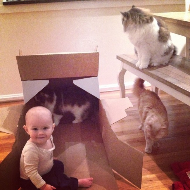 babysitting-cat-03