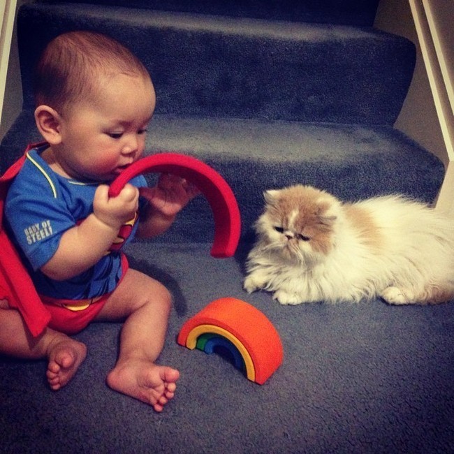 babysitting-cats-01