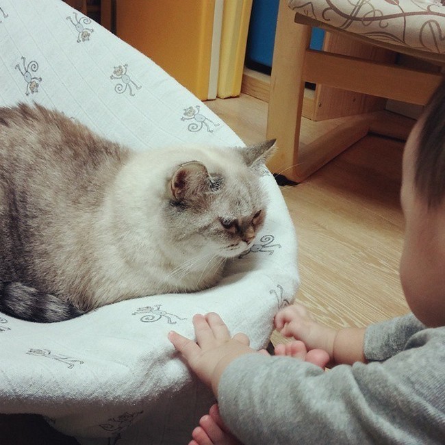 babysitting-cats-04