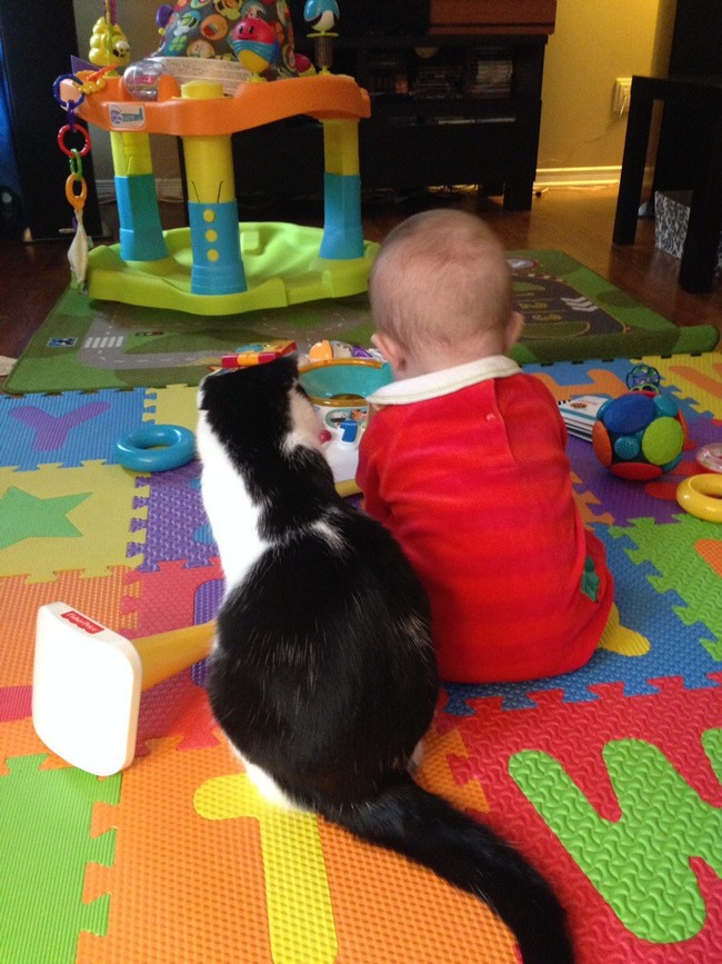 babysitting-cats-06