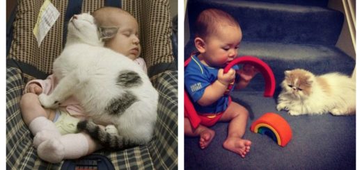 cat-babysitting-feature