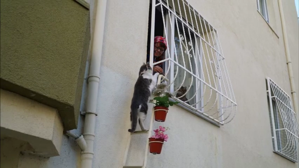 cat-ladder-lady-04