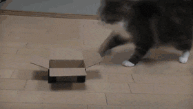cat-refuses-boxes-too-small-11
