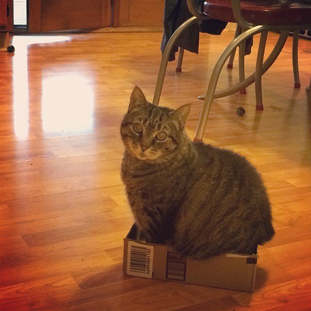 cat-refuses-boxes-too-small-9