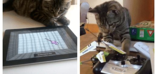 cats-and-tech-feature