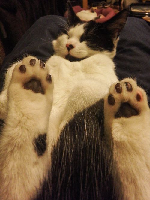 cute-cat-paws-1