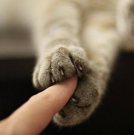 cute-cat-paws-10
