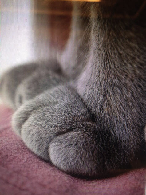 cute-cat-paws-2