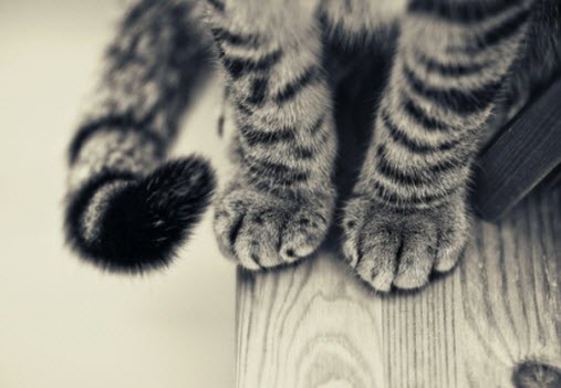 cute-cat-paws-4