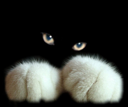 cute-cat-paws-5