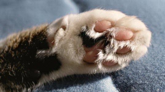 cute-cat-paws-6