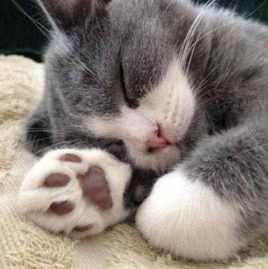 cute-cat-paws-7