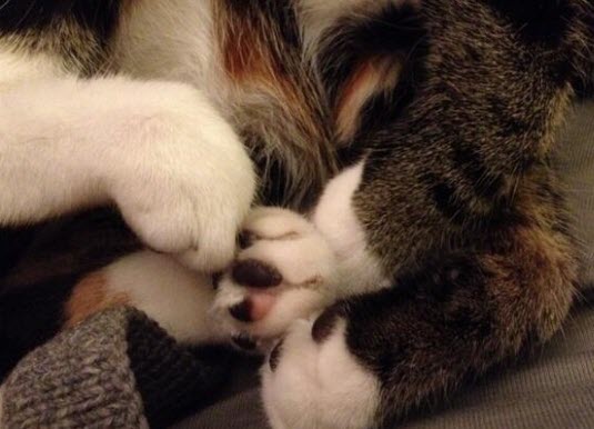 cute-cat-paws-8