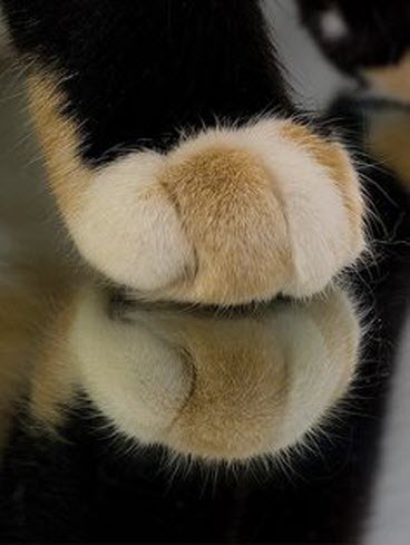 cute-cat-paws-9