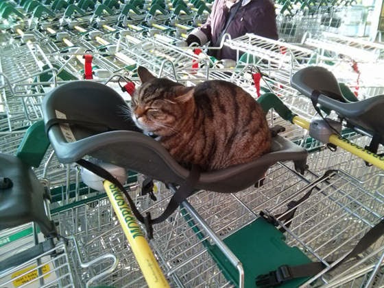 grocery-cat-01