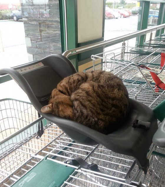 grocery-cat-02