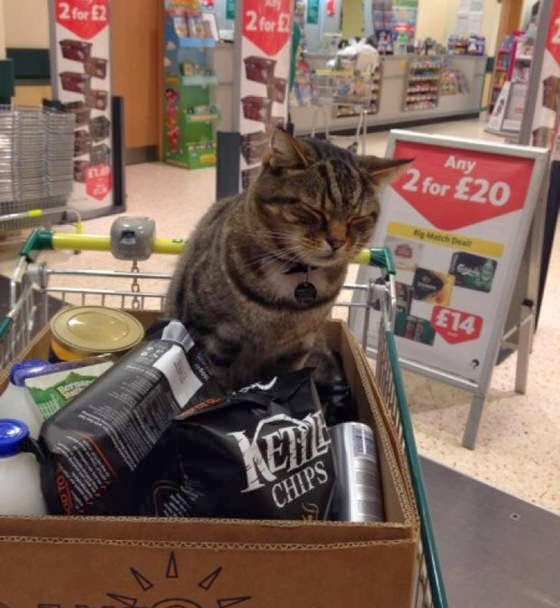 grocery-cat-06