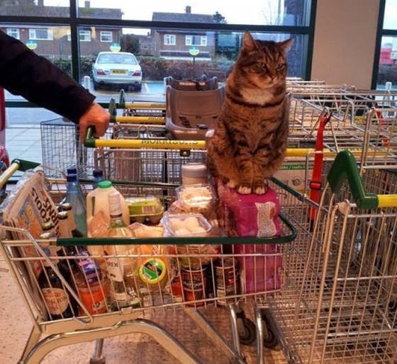 grocery-cat-08