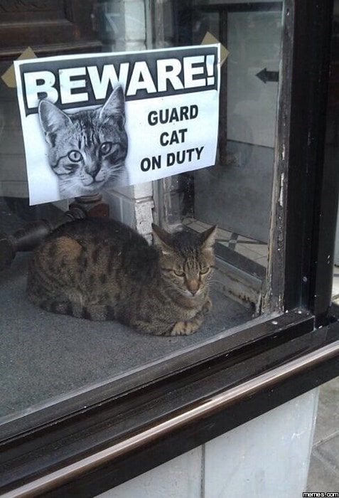guard-cat-3