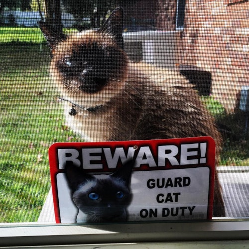 guard-cat-6