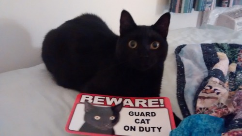 guard-cats-18