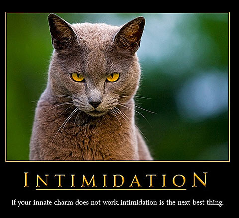 motivational-cat-posters-10