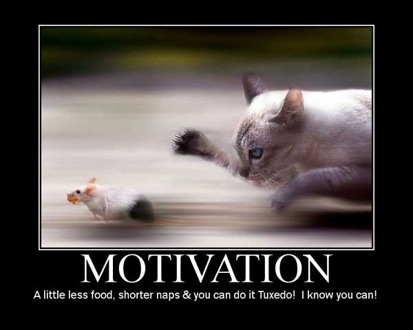 motivational=cat-posters-02