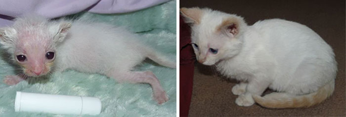 rescue-cat-before-after-11