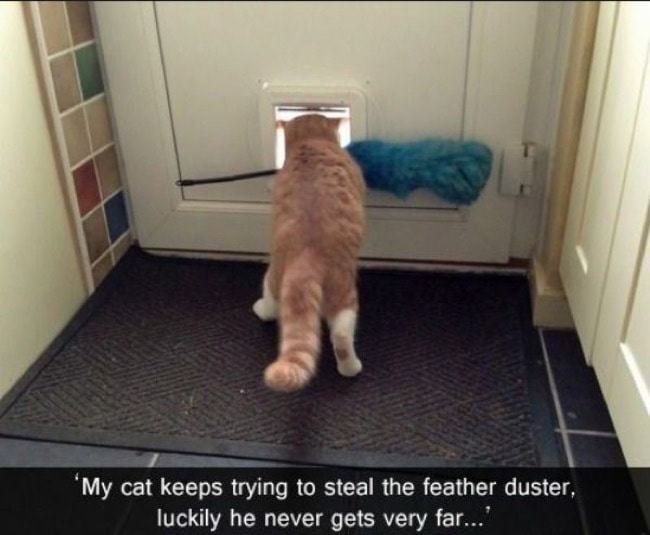 Cat-master-theives-30