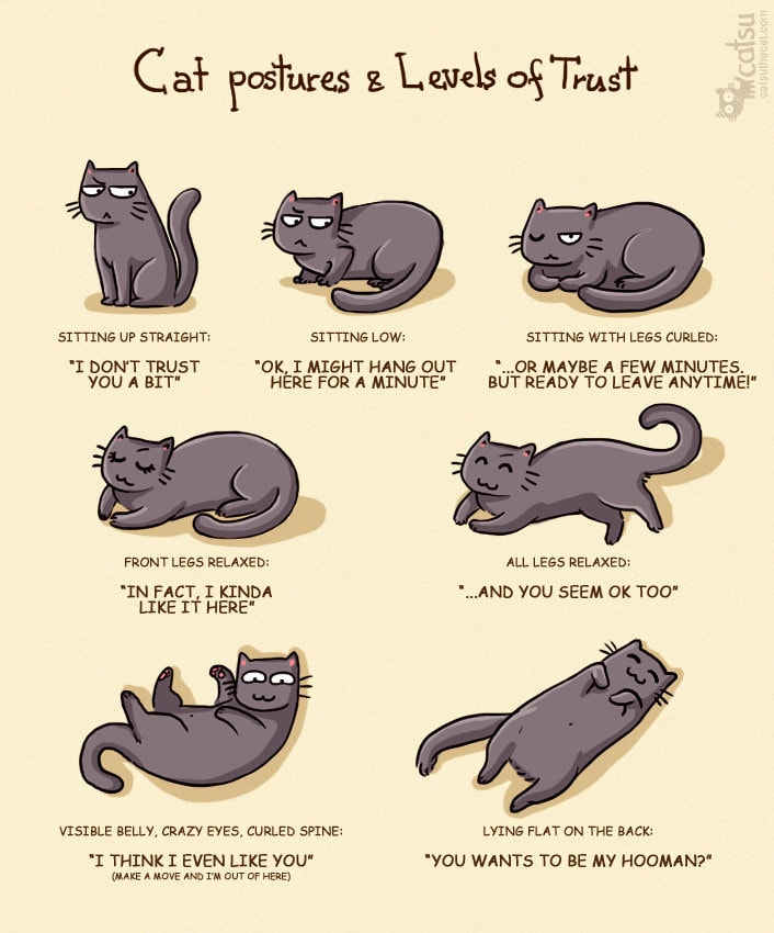 Comic-Weird-Ways-of-Cats-6