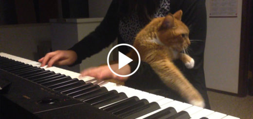 Featured-Cat-Interrupts-Piano-FB