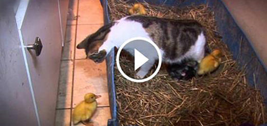 Featured-Duckling-Mother-Cat-FB
