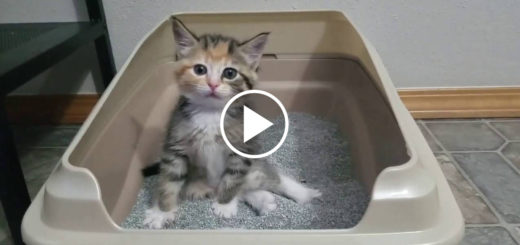 Featured-Kitten-Litter-Box-FB