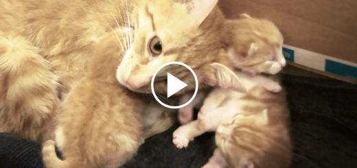Featured-Mama-Cat-Talking-Babies-FB