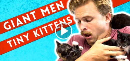 Featured-Men-Meet-Cats-FB